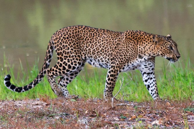 Yala Safari Tours From Yala/Thissamaharamaya/Hambantota - Tips for an Enjoyable Safari Experience
