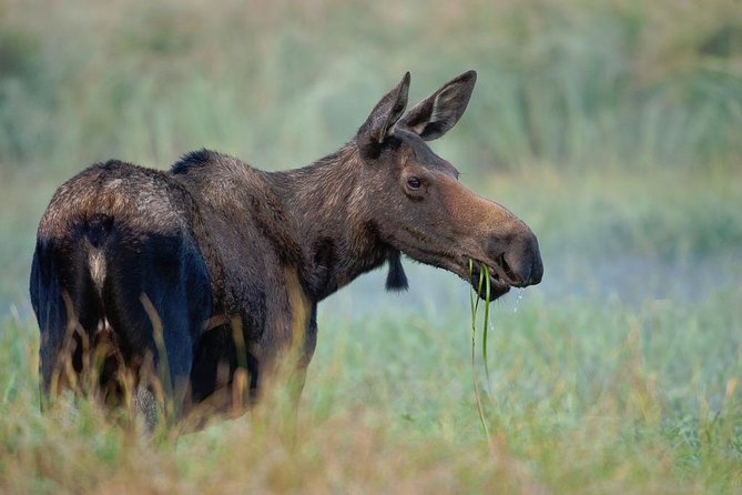 Yellowstone Lower Loop Guided Tour From Cody, Wyoming - Tips for a Great Experience