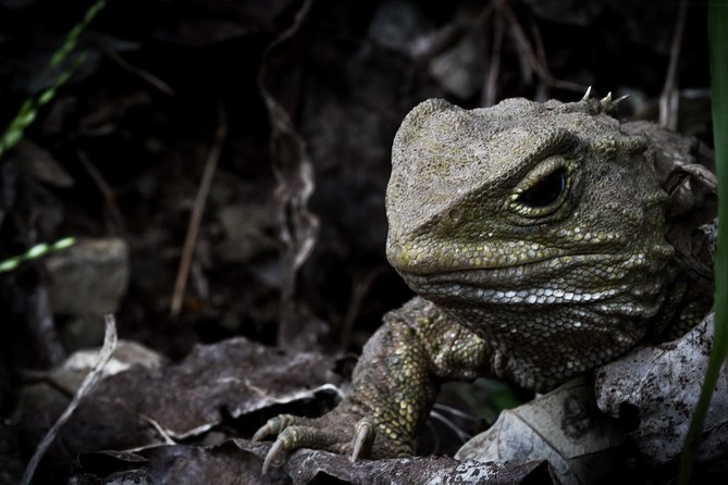 Zealandia Small Group Eco Wildlife Night Tour - Booking and Cancellation Policy