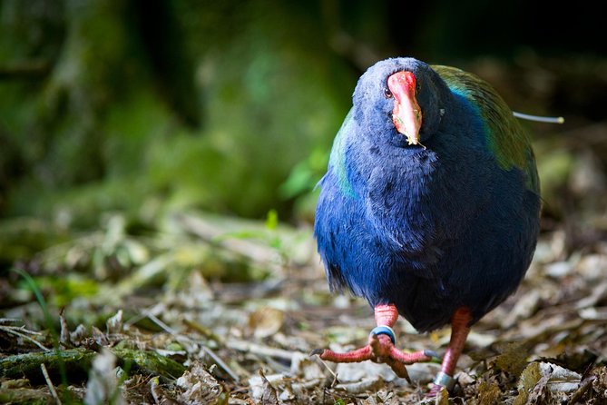 Zealandia - Twilight Guided Eco Wildlife Tour - What to Expect During the Tour