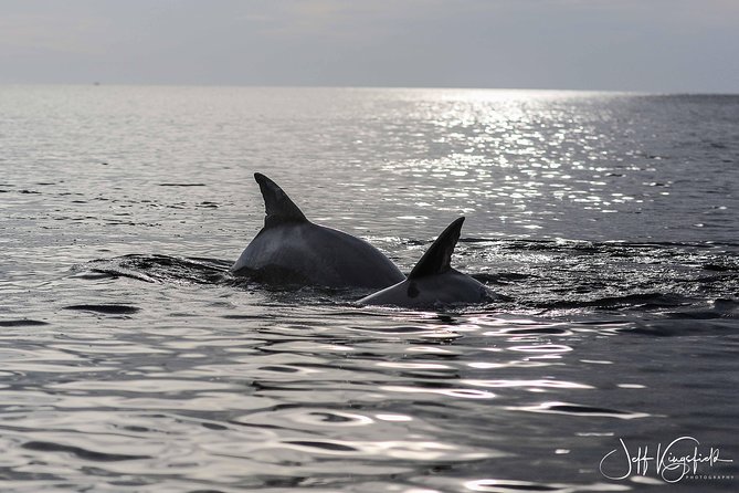 10,000 Islands Excursion Small-Group 3.5 Hour Dolphin & Shelling Boat Tour - Cancellation and Booking Policy