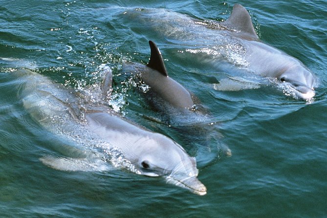 2-Hour Dolphin and Whale Watching in Gran Canaria - Booking and Cancellation Policies
