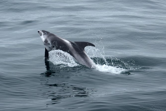 2-Hour RIB Boat Whale Watching Tour From Reykjavik - Boat Features and Comfort