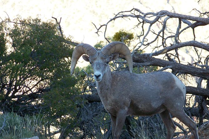 3 Hour Back-Road Safari to Grand Canyon With Entrance Gate By-Pass at 9:30 Am - What to Expect on Tour