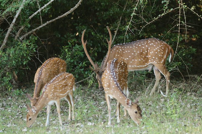8 Days Sri Lanka Round Tours With Privet Driver, Vehicle and H/B Accommodations - Accommodation and Meals