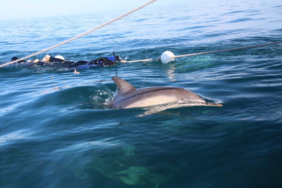 Adelaide: 3.5-Hour Swimming With Dolphins Experience - Directions and Accessibility