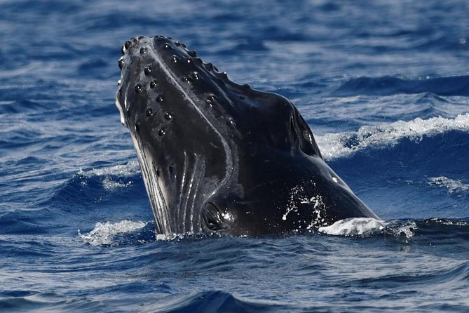 Alii VIP Whale Tour - Tips for an Enjoyable Tour