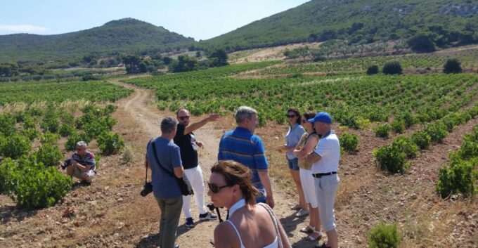 Athens: Private Wine Tour and Lunch at the Seaside - Tips for a Memorable Journey