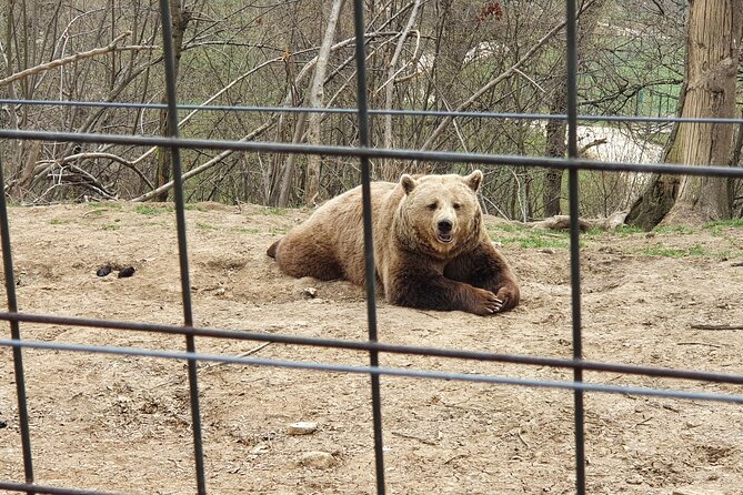 Bears Sanctuary, Draculas Castle, Brasov Day Trip Private Tour From Bucharest - Guest Reviews and Feedback