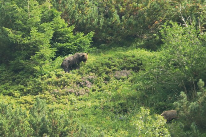 Bearwatching Hiking Day Tour in High Tatras From Poprad - Booking Your Adventure