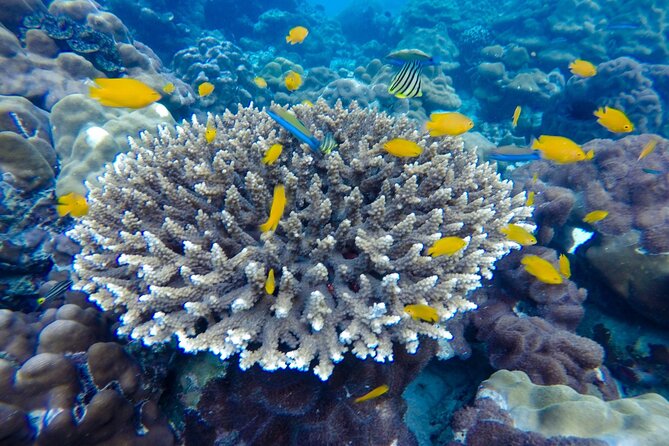 Best of Phi Phi Islands Snorkeling Tour From Phuket - Dining on Phi Phi Don Island