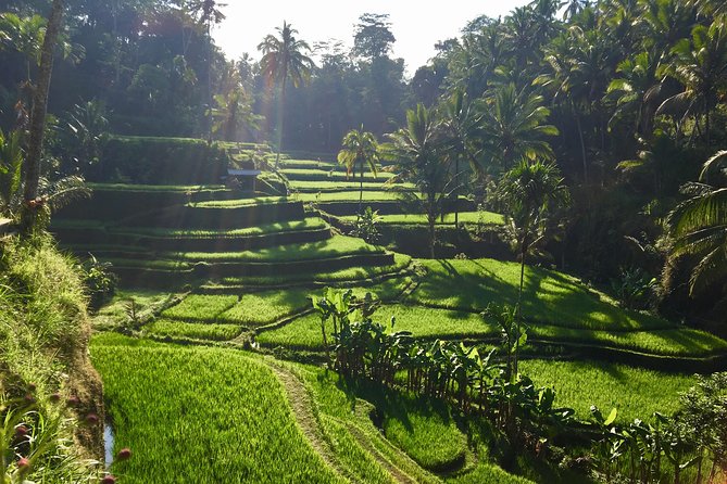 Best of Ubud Waterfalls, Tegalalang Rice Terrace and Swing Tour - Inclusions and Exclusions