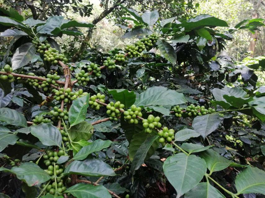 Bogotá: Colombian Coffee Tour With Farm - Local Market Exploration