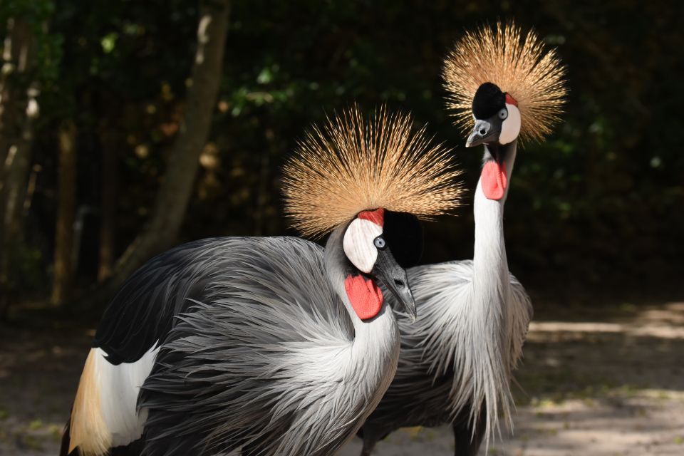 Cartagena: National Aviary of Colombia Entrance Tickets - Tips for Your Visit