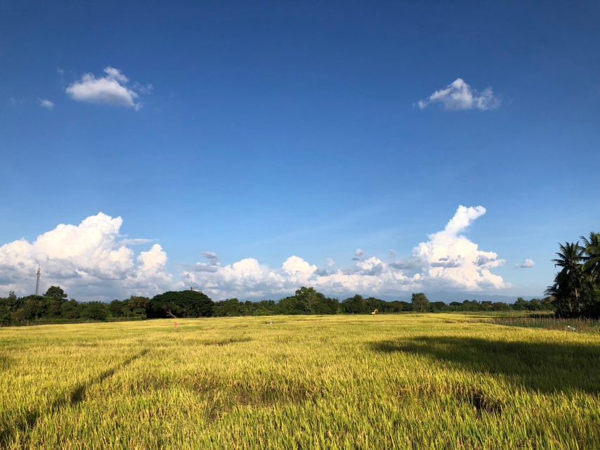 Chiang Mai: Half-Day Private Bicycle Tour With Lunch - Booking and Pricing