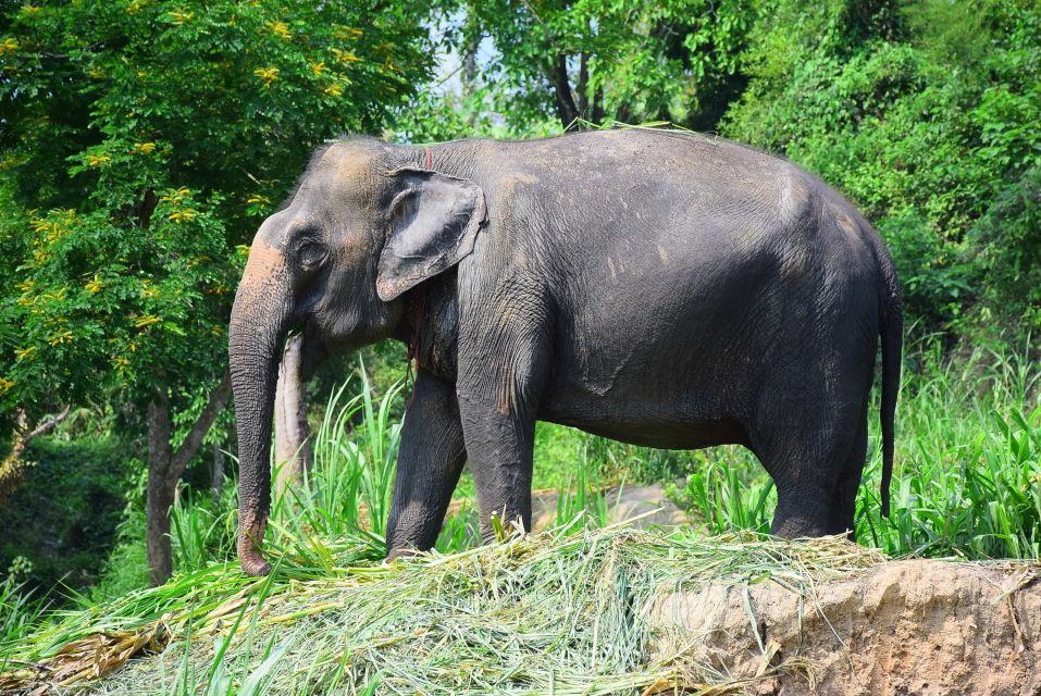 Chiang Mai: Private Elephant Care Experience for Couples - COVID-19 Testing Necessity