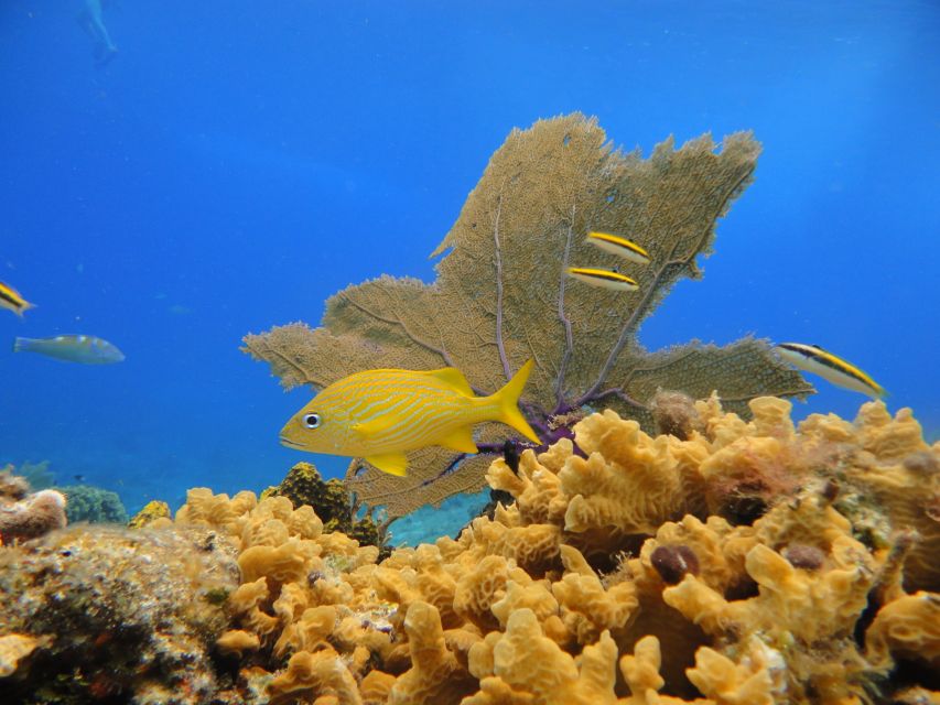 Cozumel: Private VIP Glass Bottom-Boat and Snorkeling Tour - Beverages and Refreshments