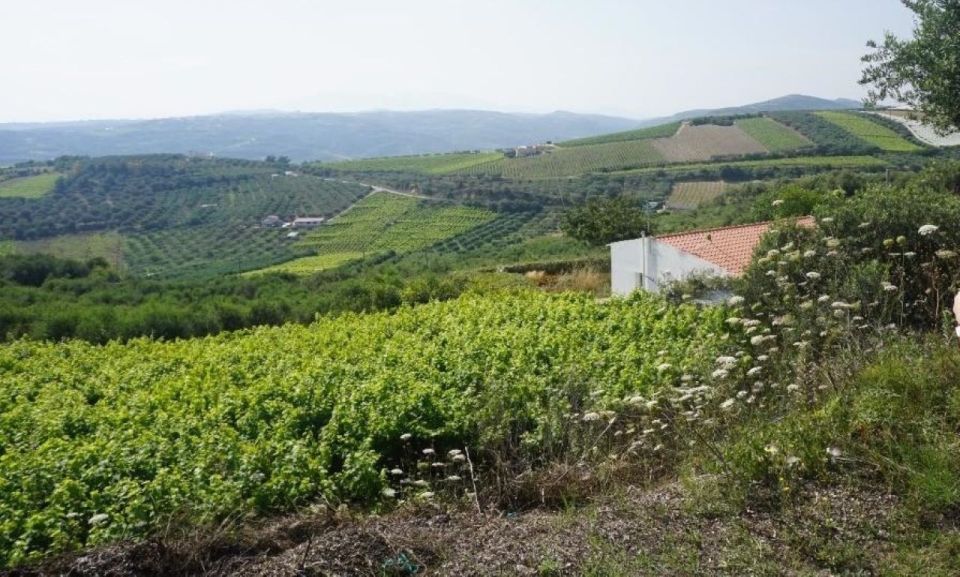 Crete: Full-Day Cretan Wines, Olive Oil, Raki and Food Tour - Raki Distillery Visit