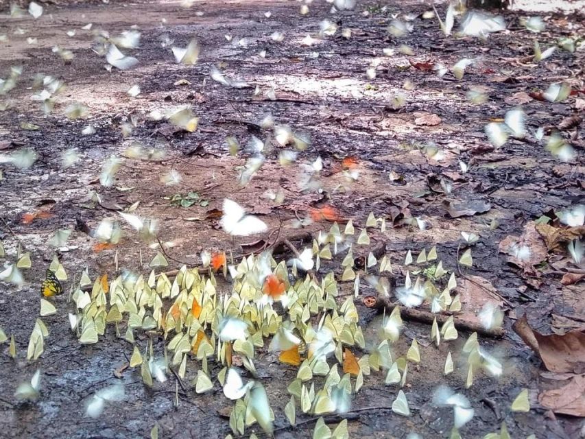 Cuc Phuong Forest - The Forest Of Thousands Of Butterflies - Frequently Asked Questions