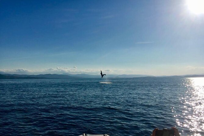 Dolphin Watching and Snorkeling in Figarolo in Sardinia - Exploring the Coastline
