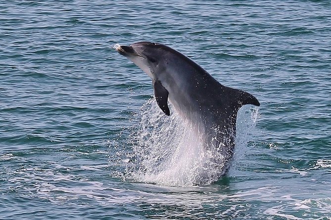 Dolphin Watching Tour by Catamaran From Lisbon - Customer Reviews and Feedback
