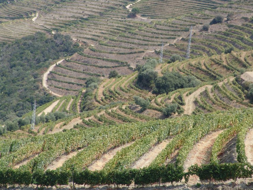 Douro Valley Wine Road Trip, 2 Vineyards Lunch River Cruise - River Cruise Experience