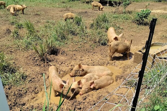 Eco Friendly Farming Tour to Explore Dorados Most Beautiful Farm - Booking and Cancellation Policy