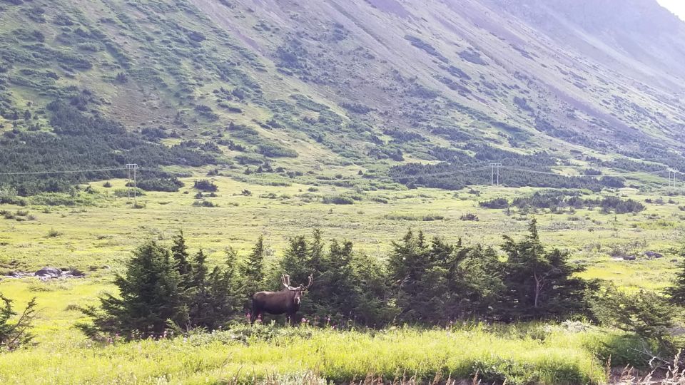 Fat Tire MTB in Chugach State Park Tour - Frequently Asked Questions