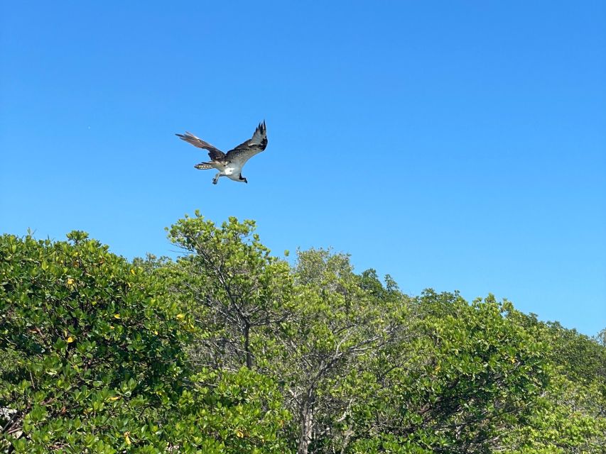 Fort Pierce: 4-hr Mangroves & Dolphin Watch Sandbar in FL - Option to Wade or Swim