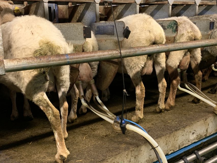 From Bilbao: San Sebastian and Basque Cheese Farm Tour - Logistics and Inclusions