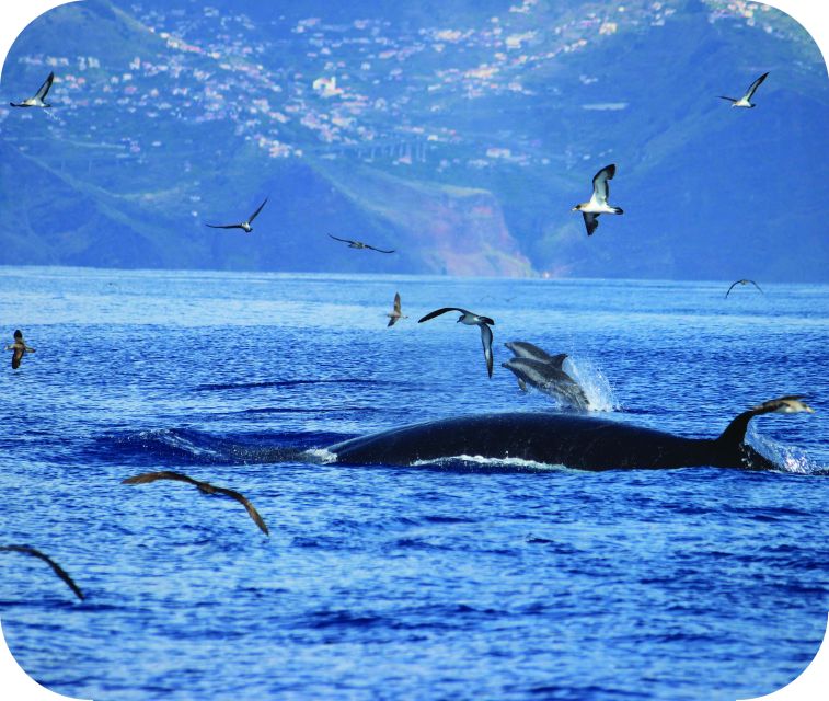 From Calheta: Whale and Dolphin Watching RIB Boat Tour - What to Expect