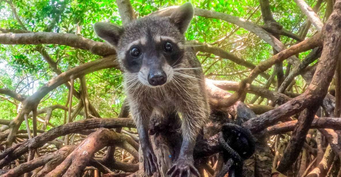 From Cartagena: Baru and Playa Blanca Full-Day Mangrove Tour - Tips for a Great Experience