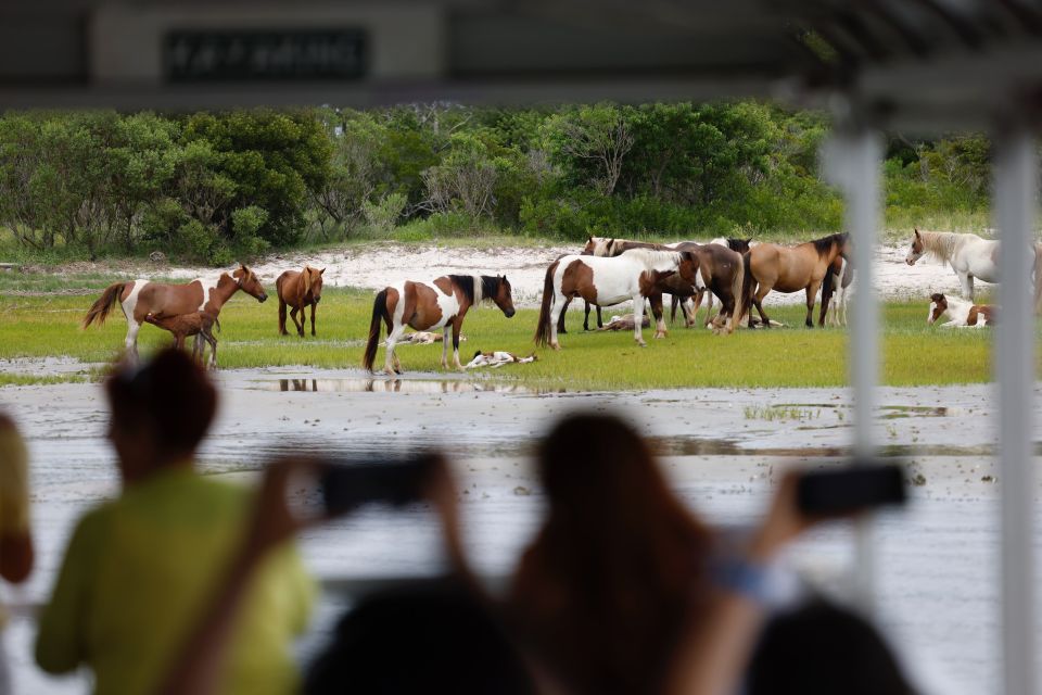 From Chincoteague Island: Assateague Island Boat Tour - What to Bring