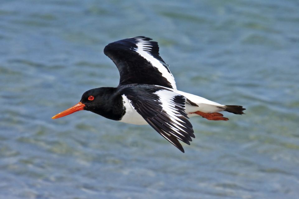 From Faro: Ria Formosa Eco Tour Guided by Marine Biologist - Booking Process