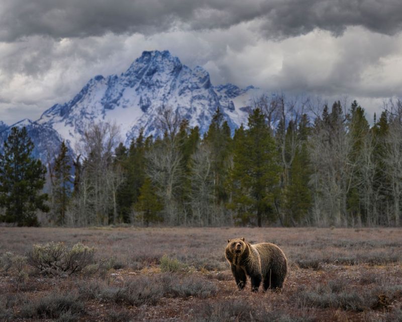 From Jackson: Grand Teton Wildlife & Scenery Tour With Lunch - Booking and Cancellation