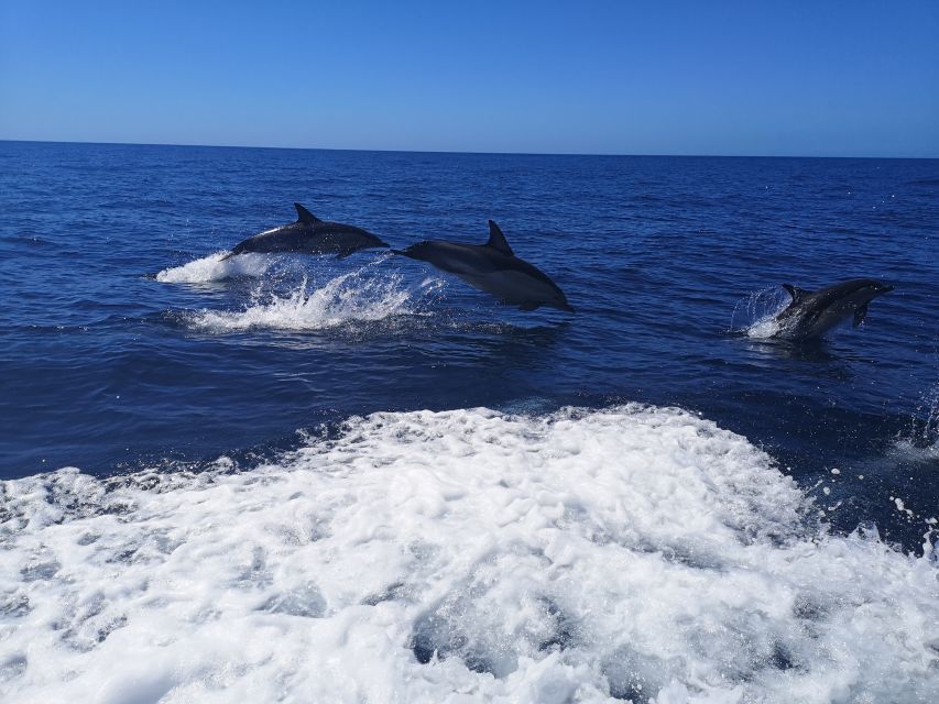 From Lagos: Dolphin Watching Boat Trip - Additional Information