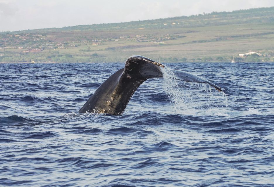 From Maalaea: Whale Watching Catamaran Cruise With Drinks - Cancellation Policy