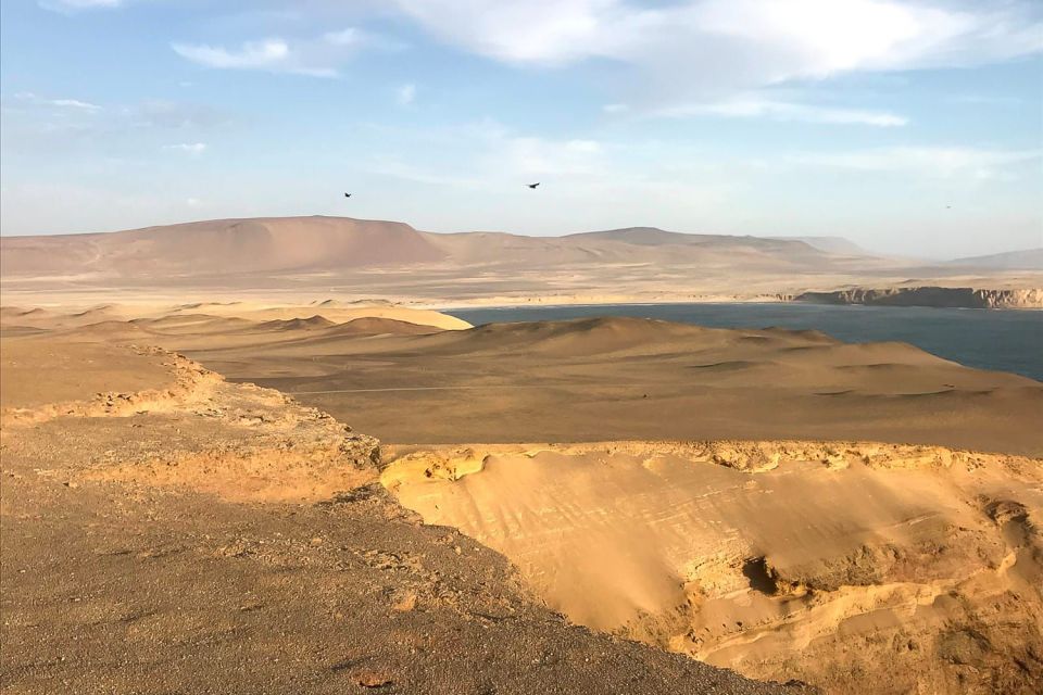 From Paracas: Ballestas Islands & Paracas National Reserve - How to Book Your Tour