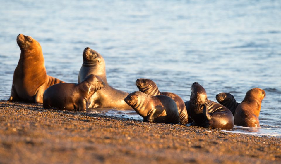 From Puerto Madryn: Penguin Tour & Valdés Peninsula Day Trip - Frequently Asked Questions