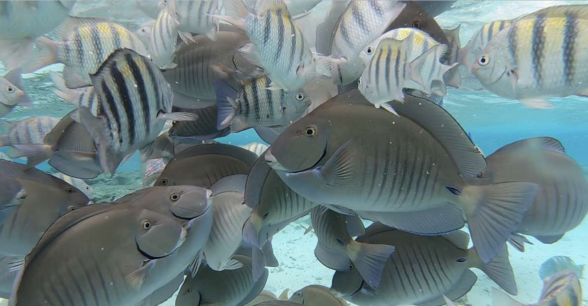 From San Andres: Cayo Acuario Tour - Frequently Asked Questions