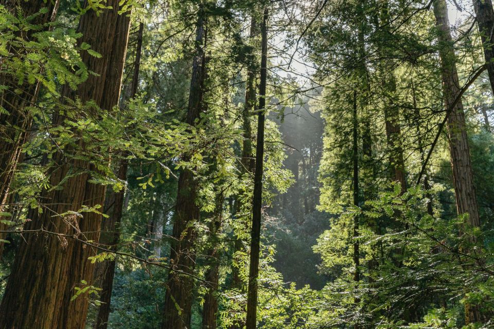 From San Francisco: Muir Woods National Monument Guided Tour - Exploring Sausalito