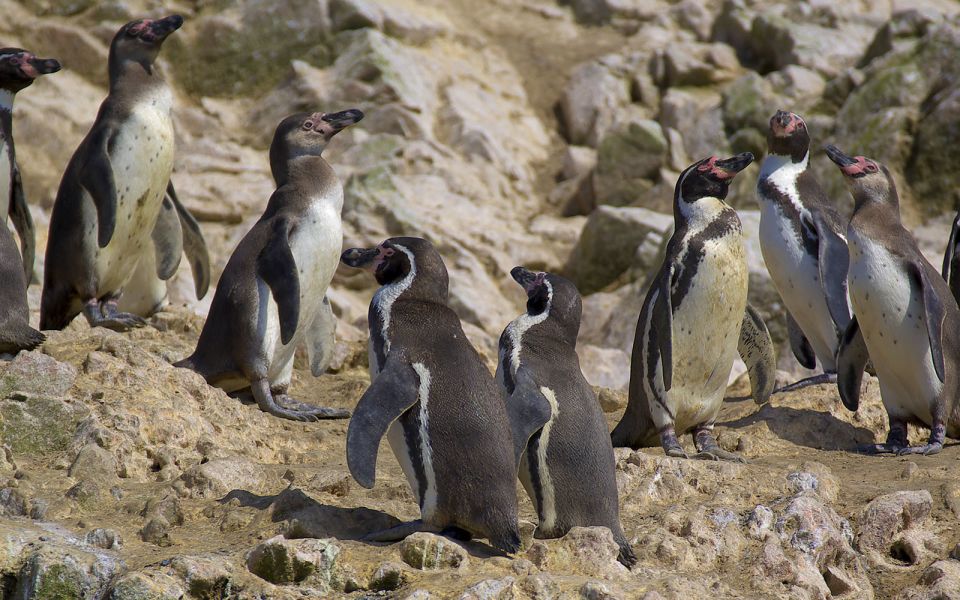 From San Martin: Ballestas Islands and Paracas Reserve - Frequently Asked Questions