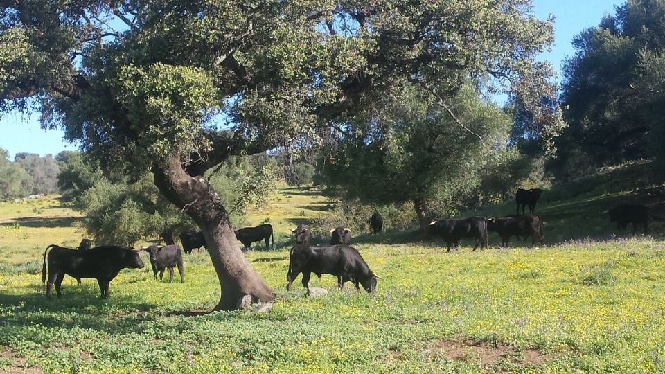 From Seville: Half-Day Bull Breeding Farm Tour - Small Group Experience