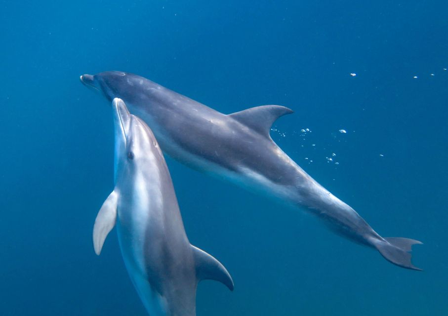 From Sorrento: Half-Day Cruise With Dolphins & Seals Snorkel - Frequently Asked Questions