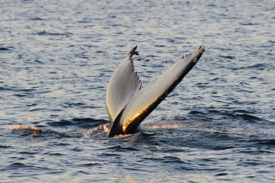 From Tromsø: All-Inclusive Whale and Sea Bird Boat Cruise - Frequently Asked Questions