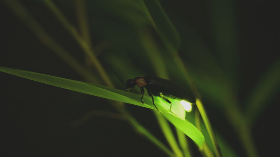 From Ubud: Evening Firefly Tour in Taro Village - Authentic Balinese Dinner