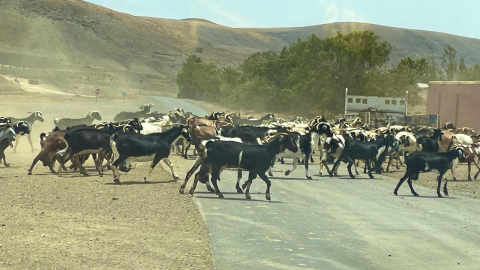 Fuerteventura: Island Highlights Guided Sightseeing Tour - Booking Flexibility and Cancellation