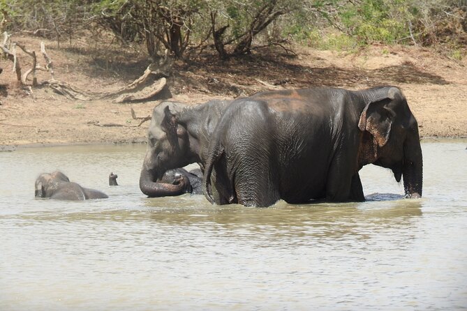 Full Day Safari - Yala National Park - 04.30 Am to 06.00 Pm With - Janaka Safari - Return to Tissamaharama