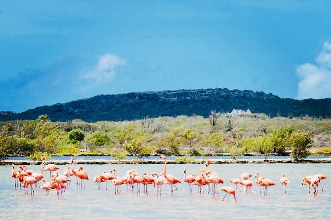Full Day Tour Curacao West Coast Boka Tabla Flamingos and Beaches - Final Thoughts and Recommendations