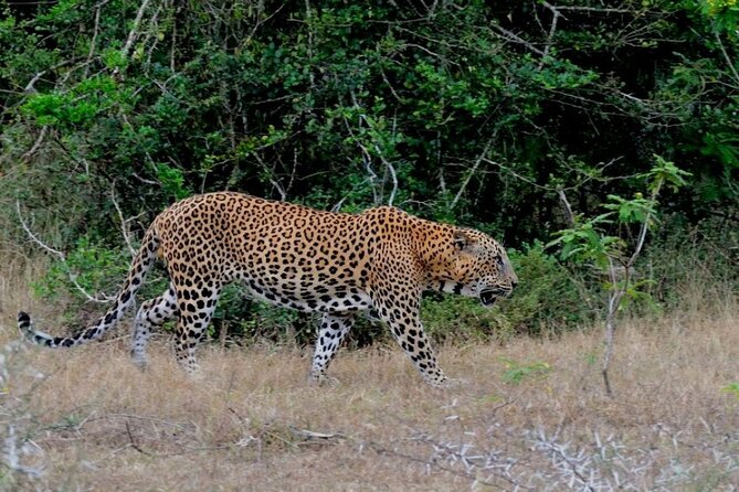 GO WILD! Double Safari Day Trip (Yala & Udawalawe) - Private & All Inclusive - Booking Your Adventure
